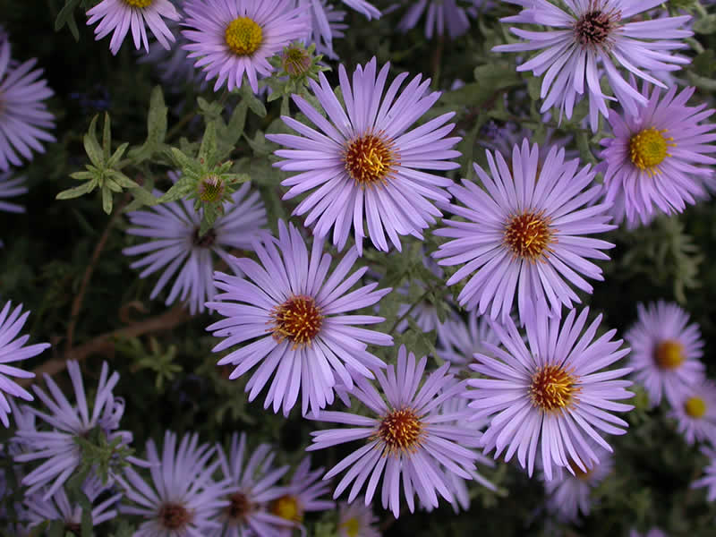 purple_flowers03_small.jpg